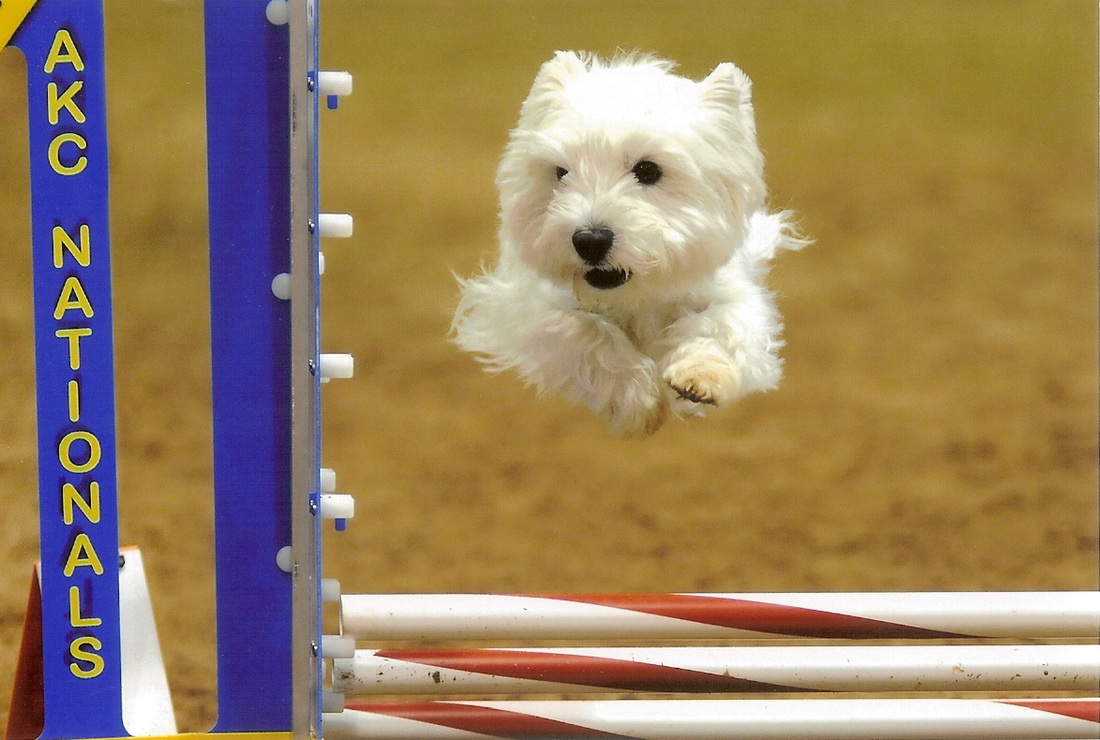 Jersey, west highland white terrier - Dog Photo Contest